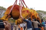 விருதுநகர் அருகே யானை உயிரிழப்பு... சோகத்தில் மூழ்கிய மக்கள்...