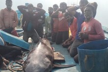 அரியவகை டால்பின், சுறா மீன்கள் வேட்டை... 10 பேரை கைது செய்த கடற்படை போலீசார்!