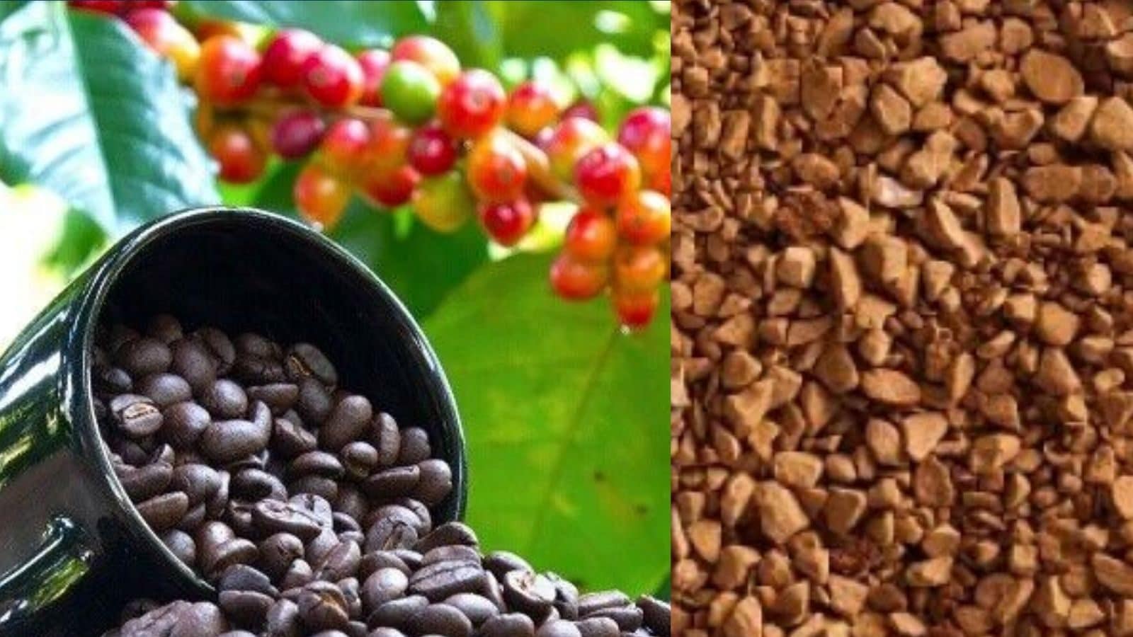 தூள் கிளப்பும் ஊட்டி காபி தூள்.. எப்படி தயாரிப்பாங்க தெரியுமா?