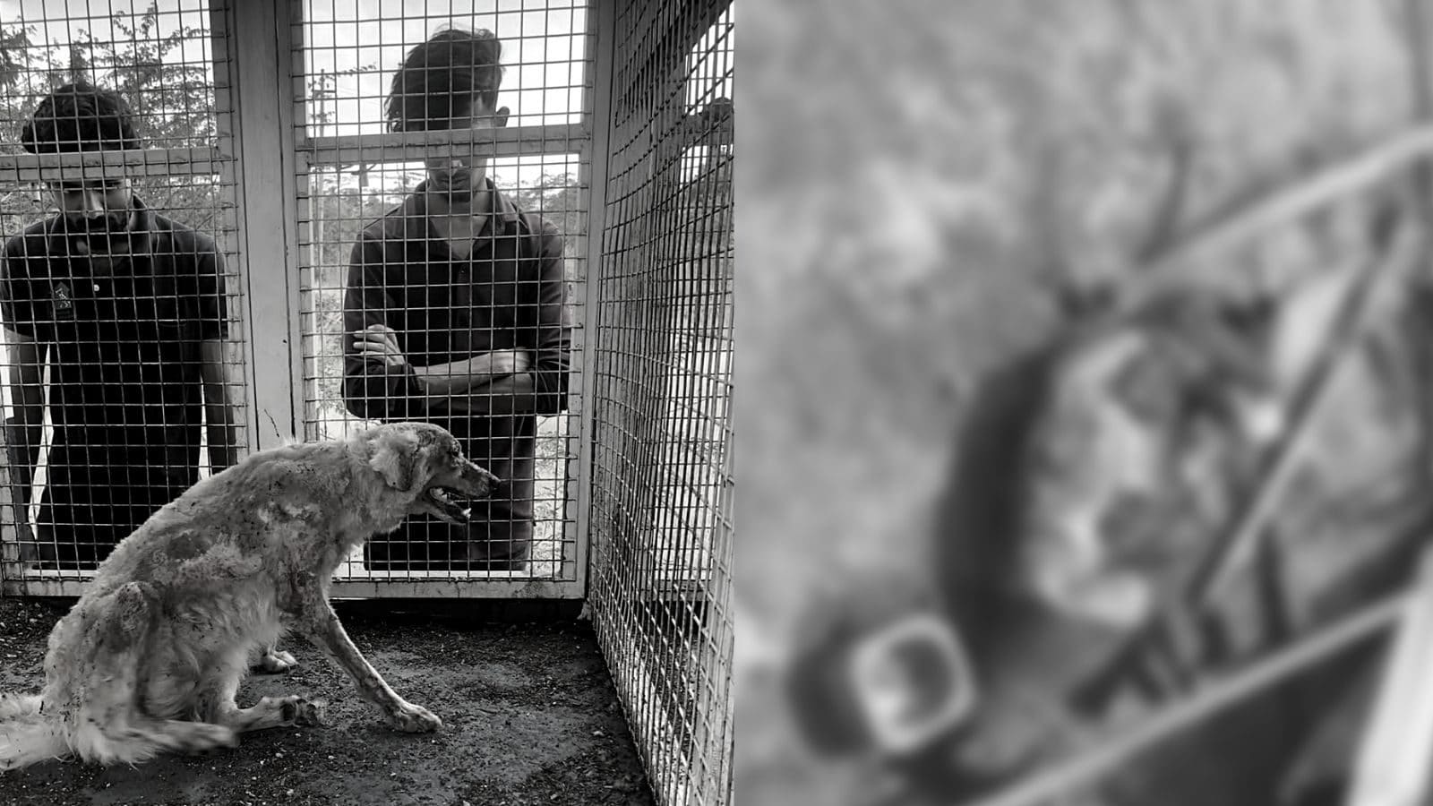 People with unknown identities set a dog farm ablaze, resulting in the burning of canines confined in their cages.