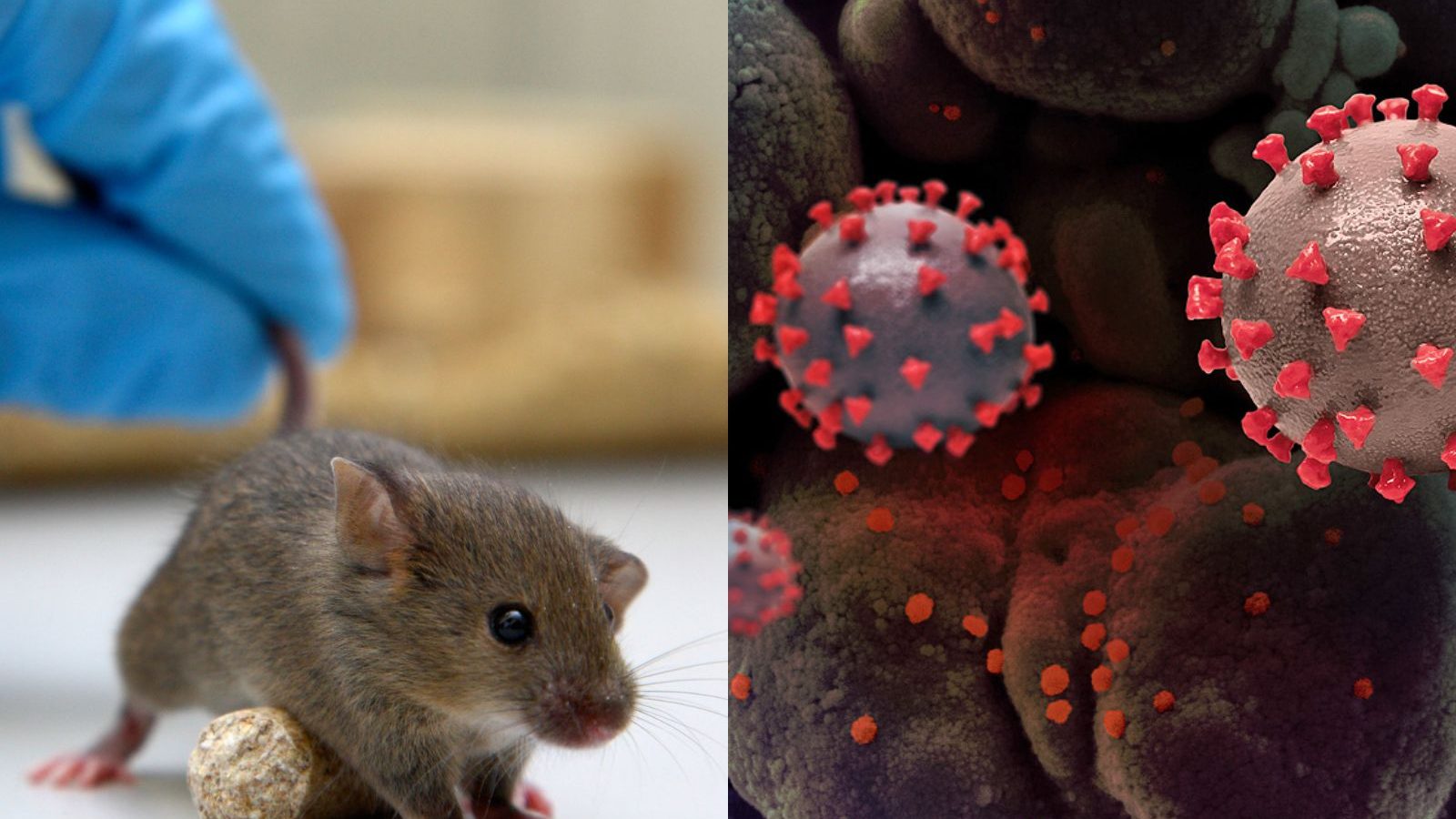 எலிகளுக்கு உருமாறிய கொரோனா... மனிதர்களுக்கு பரவுமா..? ஆய்வில் வெளிவந்த அதிர்ச்சித் தகவல்..!