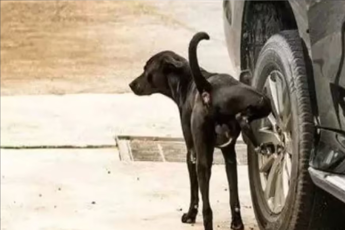  2. நாய்கள் கிடைமட்ட பரப்புகளில் சிறுநீர் கழிப்பதை விட செங்குத்து பரப்புகளில் சிறுநீர் கழிப்பதை விரும்புகின்றன. டயர் மற்றும் கம்பத்தின் கீழ் பகுதி நாயின் மூக்கு எட்டும் தூரத்தில் உள்ளது. எனவே, அவை மற்ற நாய்களுக்கும் மூக்கு எட்டும் மட்டத்தில் தங்கள் அடையாளத்தை விட்டுச் செல்கின்றன. மேலும் ரப்பர் டயரில் நாயின் சிறுநீர் வாசனை நீண்ட நேரம் இருக்கும். மறுகையில், நாய்கள் தரையில் சிறுநீர் கழித்தால், அவற்றின் வாசனை குறுகிய காலத்தில் காணமால் போகும்.