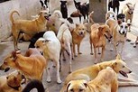 50-க்கும் மேற்பட்ட நாய்களை விஷம் வைத்து கொன்ற கொடூரம்!