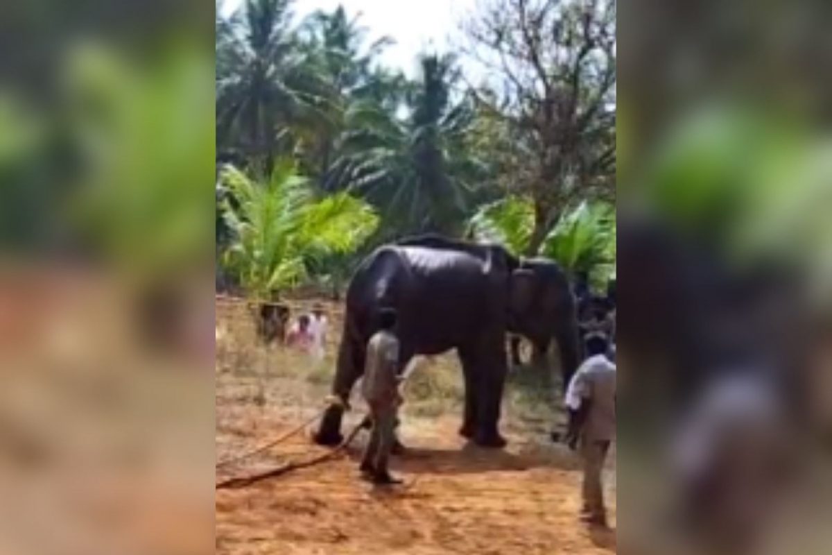 உயிரிழந்த யானை
