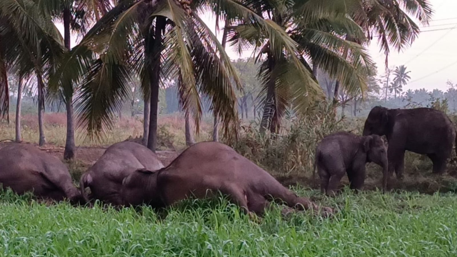 மின் வேலியில் சிக்கி பலியான 3 பெண் யானைகள்.. தாயை இழந்து தவிக்கும் குட்டி யானை