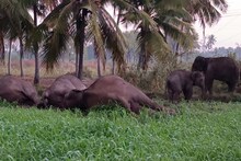மின் வேலியில் சிக்கி பலியான 3 பெண் யானைகள்.. தாயை இழந்து தவிக்கும் குட்டி யானை