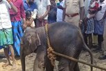 பொம்மன்-பெள்ளி பராமரித்த குட்டி யானை உயிரிழப்பு..!