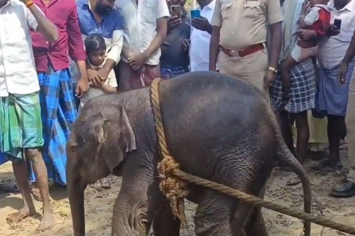உயிரிழந்த குட்டி யானை