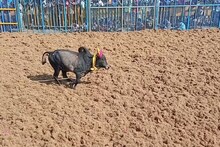 ஆலங்குடி ஜல்லிக்கட்டு போட்டியில் சீறிப்பாய்ந்த காளைகள்.. மல்லுக்கட்டிய காளையர்கள்..