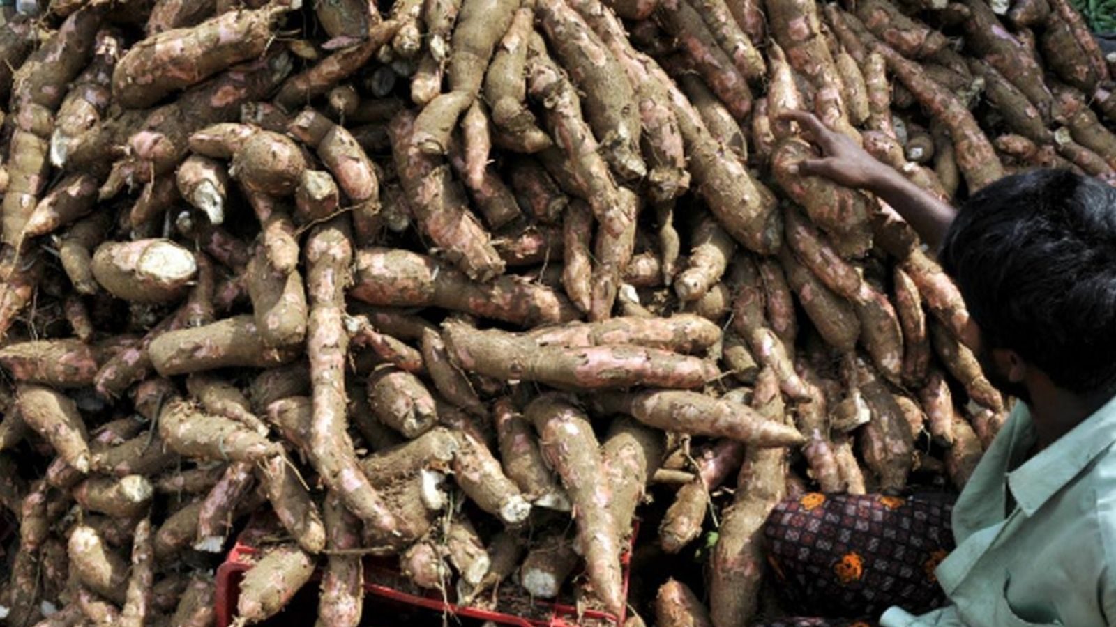 மரவள்ளி கிழங்கு விலை உயர்வு.. விவசாயிகள் மகிழ்ச்சி!