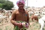 வெங்காயத்தை ஆடுகளுக்கு உணவாக்கிய விவசாயி..!