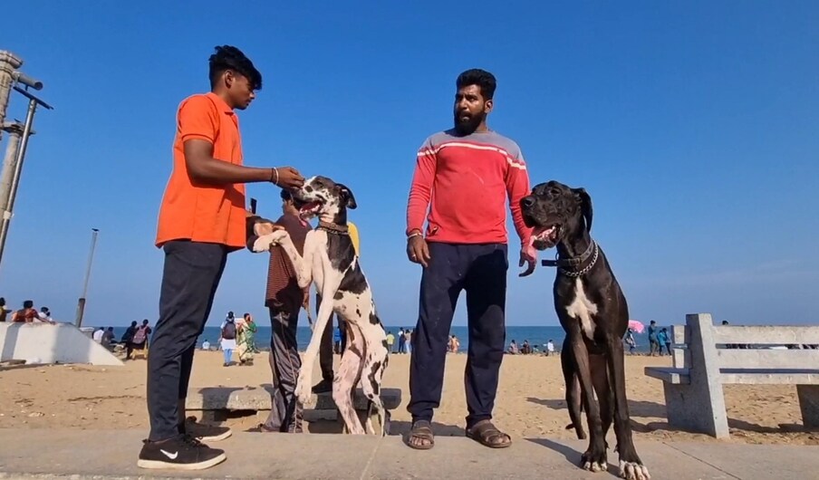  இதில் சிப்பி பாறை, லேபர், ஷெப்டு, கோல்டன் ரெட்ரீவர், ராட்வீலர், டால்மேஷன், பக், அஸ்க்கி, கிரெட்டன், பிட்புல் உட்பட 25க்கும் மேற்பட்ட வகையான நாய்கள் பங்கேற்றன.