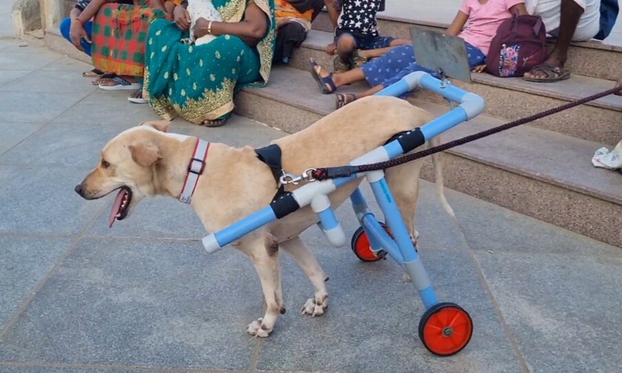  இதில் பின் கால்கள் பாதிக்கப்பட்ட நாய் ஒன்று சக்கரங்களுடன் வந்ததை பலரும் ஆச்சரித்துடன் பார்த்தனர்.