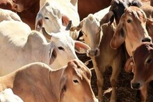 மாடுகளை தாக்கும் கோமாரி நோய்.. புதுக்கோட்டை மாவட்டத்தில் கால்நடை மருத்துவ சிறப்பு முகாம்.. 