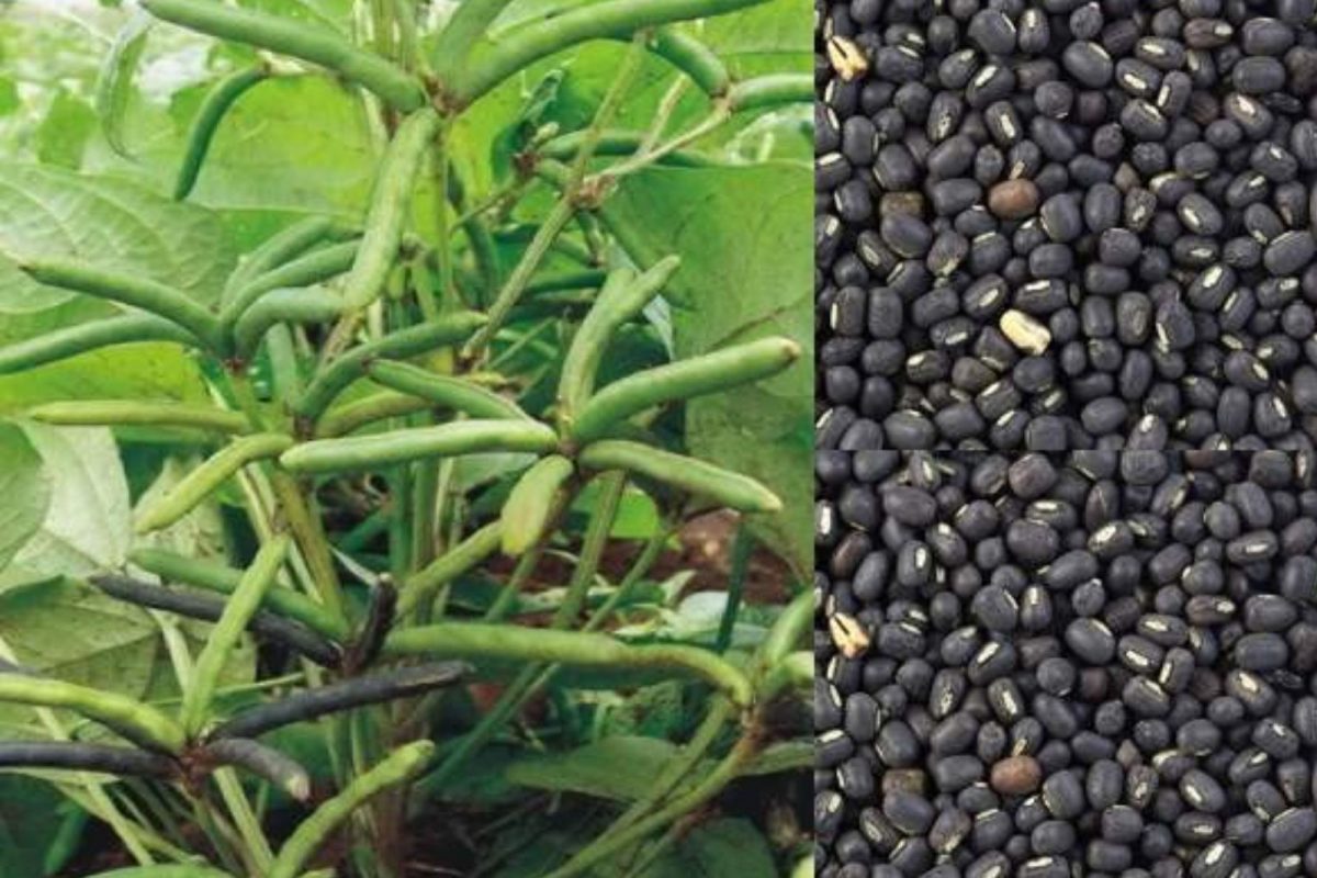 மாதிரி படம்