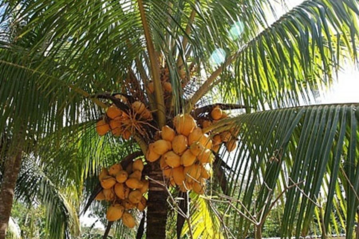 தென்னை மரங்கள்