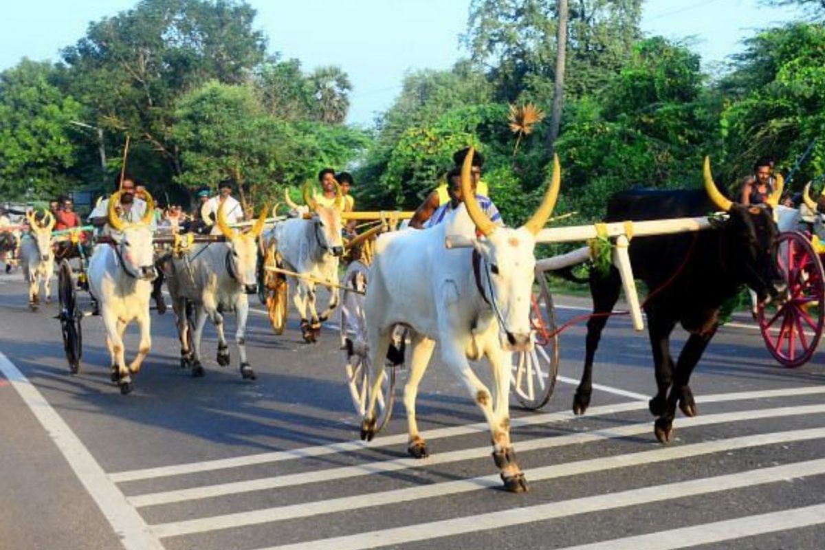 குலவாய்ப்பட்டியில் கோலாகலமாக நடைபெற்ற மாட்டு வண்டி மாட்டு வண்டி பந்தயம்..