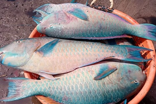 ஸ்டார் ஹோட்டல்களில் இந்த மீன் தான் அதிகம் வாங்குறாங்க.. – News18 தமிழ்