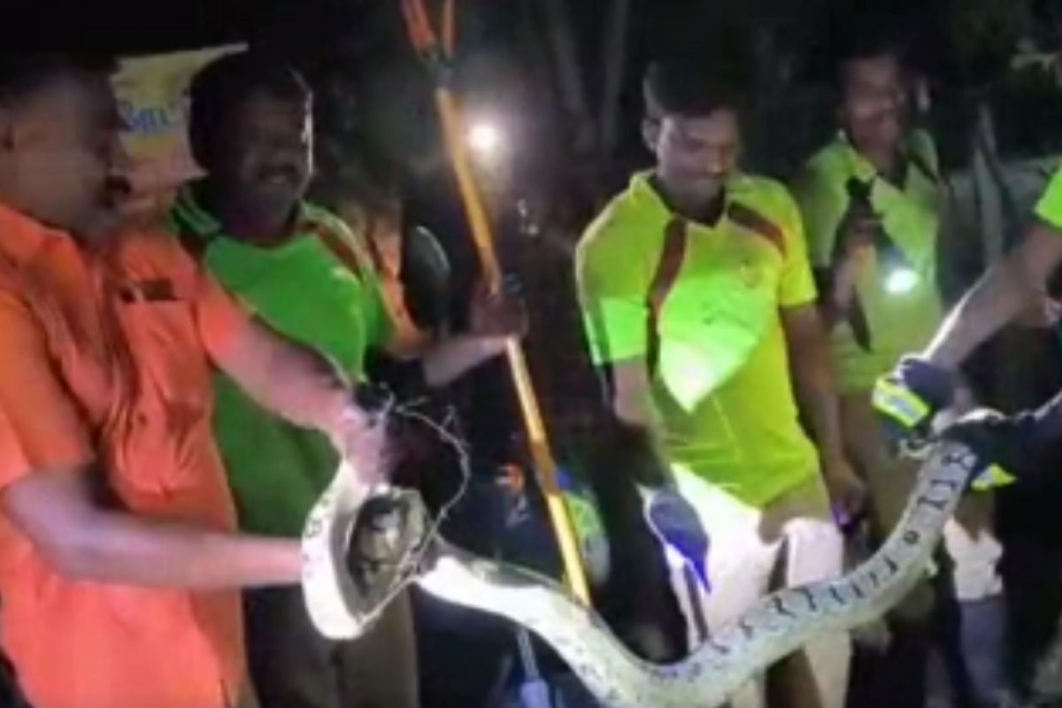 பெட்ரோல் பங்கிற்குள் நுழைந்த மலைபாம்பு