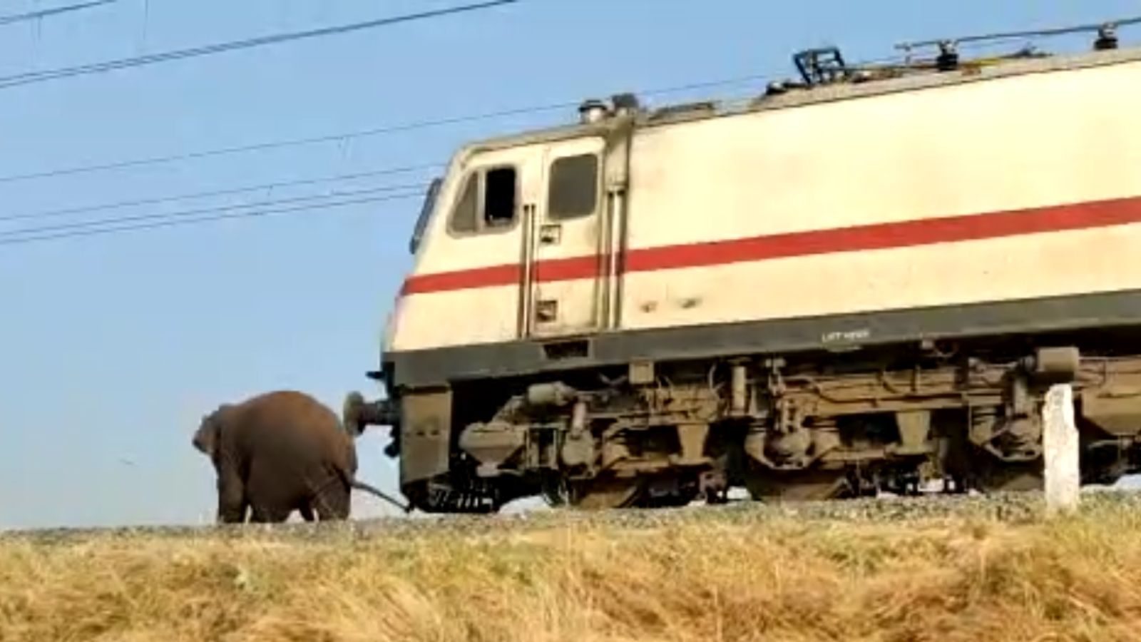சட்டென வந்த ரயில்.. நொடி பொழுதில் தப்பிய மக்னா யானை..! பதைபதைக்கும் காட்சிகள்!