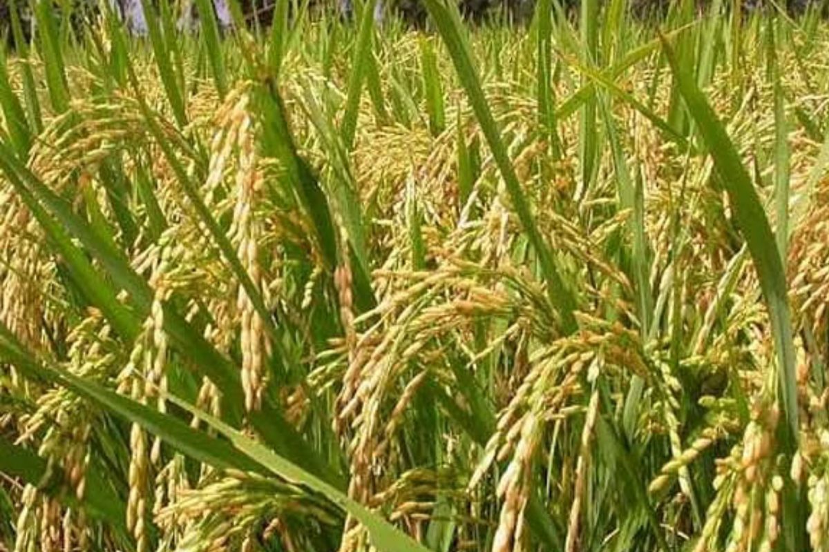 மாதிரி