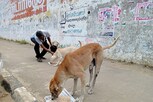 தெருநாய்களுக்கு தினமும் கறி சோறு