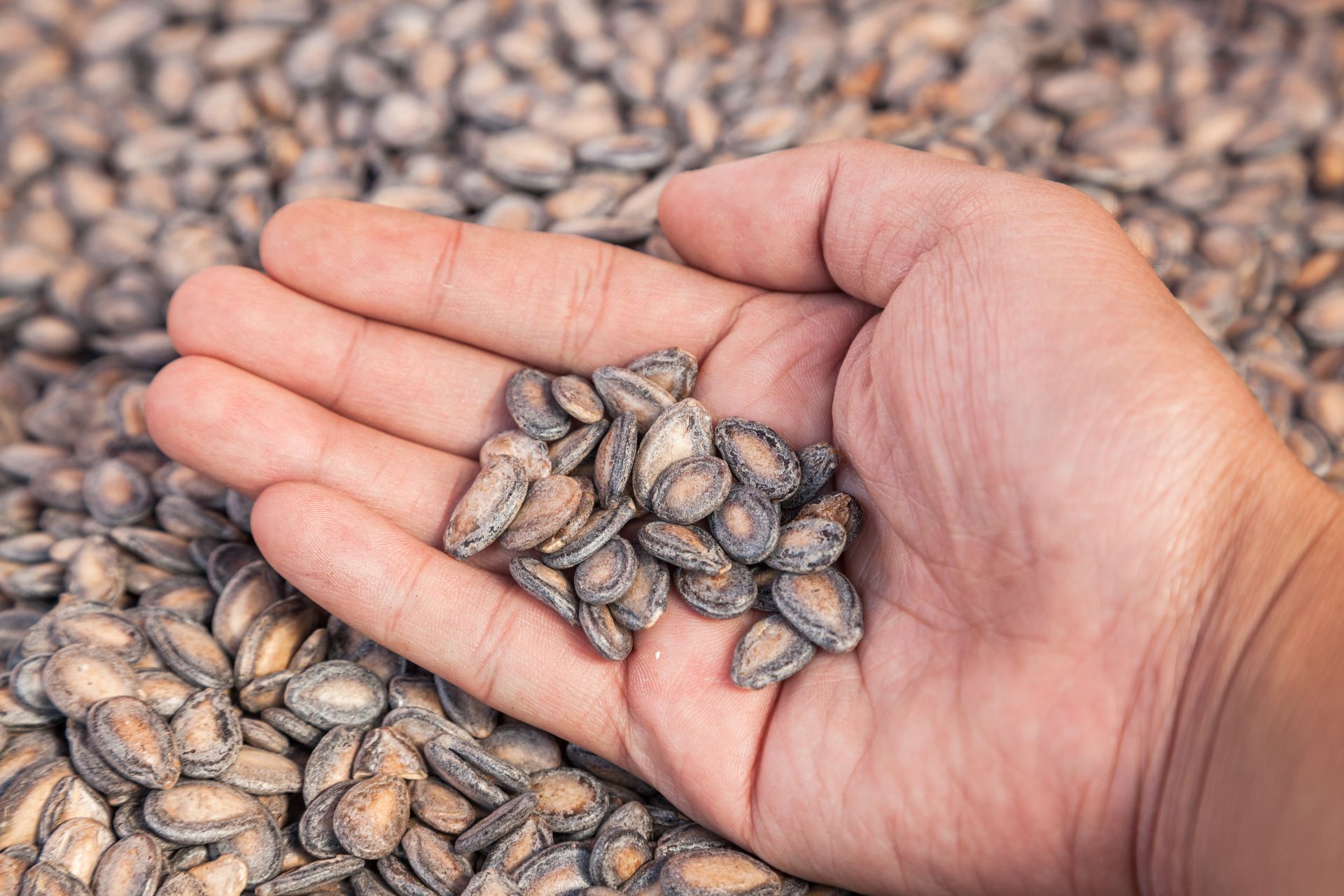 தர்பூசணி விதையில் கூட இத்தனை நன்மைகள் இருக்கா..? News18 தமிழ்