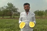 மஞ்சள் தர்பூசணி; சாதனை படைக்கும் இளம் விவசாயி..!