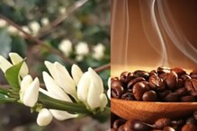 ஏற்காட்டில் கோடை மழை.. பூத்து குலுங்கும் காபி பூக்கள்!