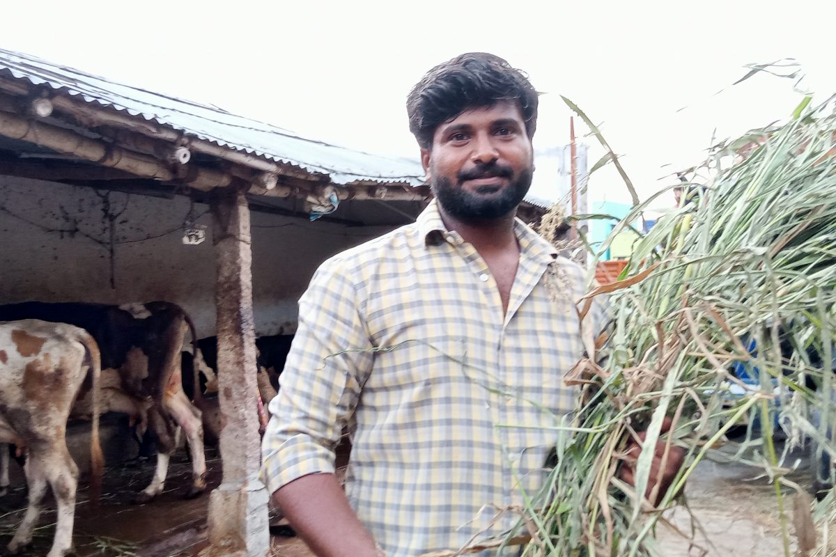 மாடு