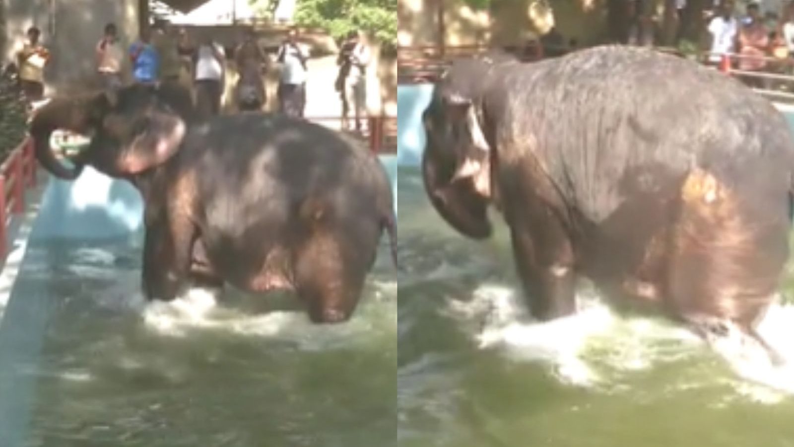 மீனாட்சி கோவிலில் யானைக்கு நீச்சல் குளம்: தண்ணீரை பார்த்து துள்ளி குதித்து விளையாடிய ’பார்வதி' யானை!