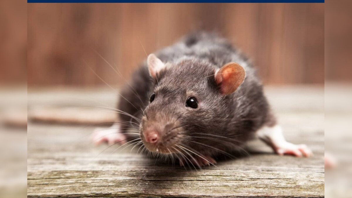 Rat Explain facts about rats and their habitats| எலிகள் ஏன் ஆய்விற்குப் ...