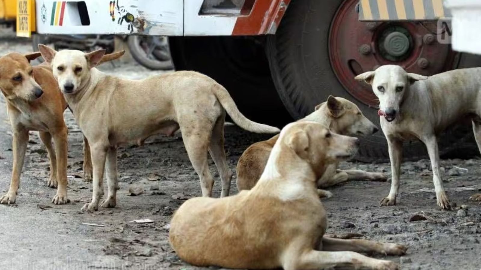 தெரு நாய்கள் கடித்து குதறியதில் 5 வயது சிறுமி பலி.. மீண்டும் கோர சம்பவம்!