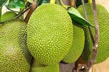 ஒரு பலாப்பழத்தின் விலை ரூ.4 லட்சம்... எங்கு தெரியுமா?