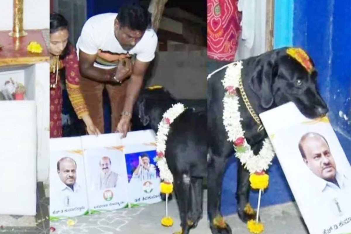 அடுத்த முதல்வர்...  குமாரசாமி படத்தை கவ்வி எடுத்த நாய்..!