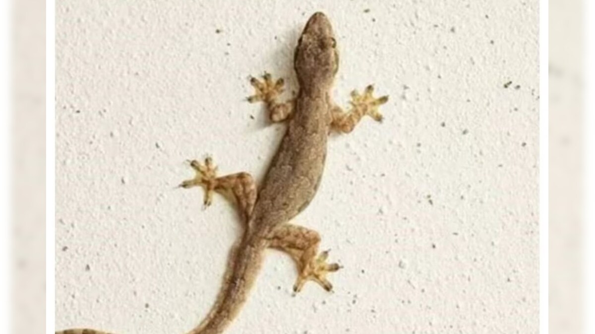 Get rid of Lizards Troubles Some Easy Home Remedies To Keep Them Away ...