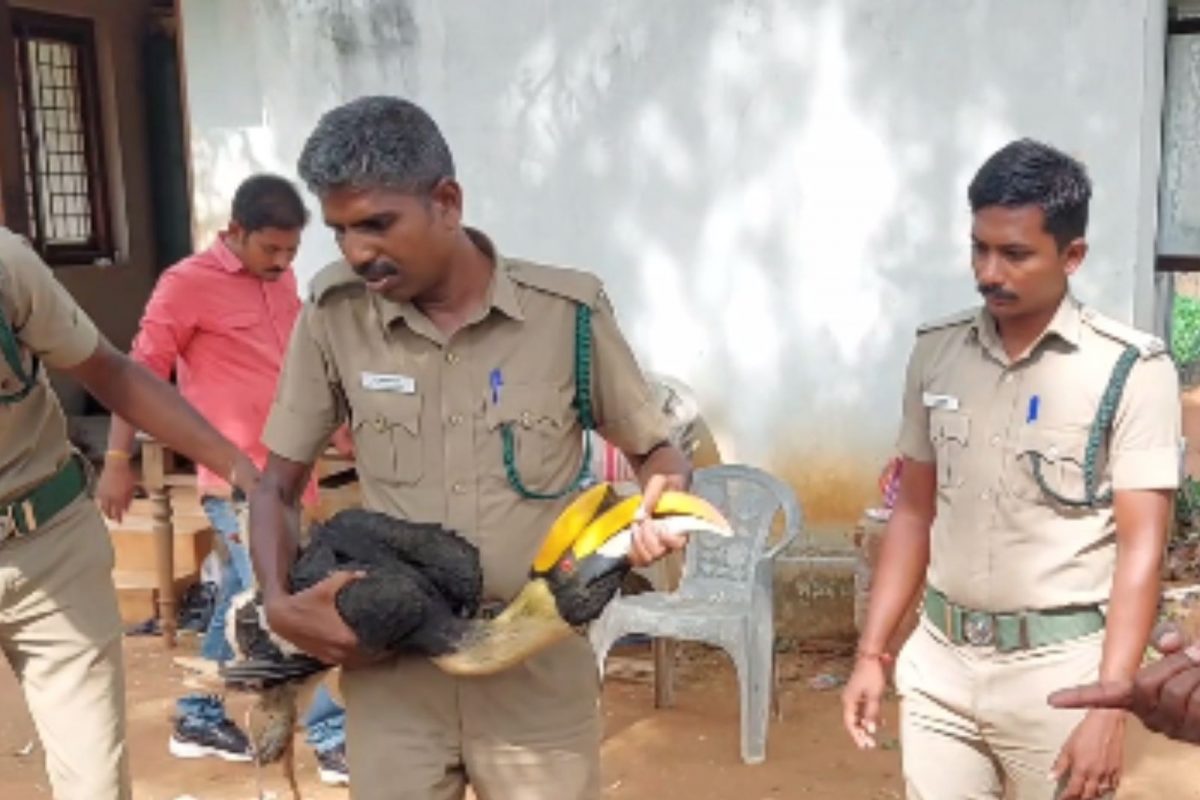 ஹார்ன்பில் பறவை