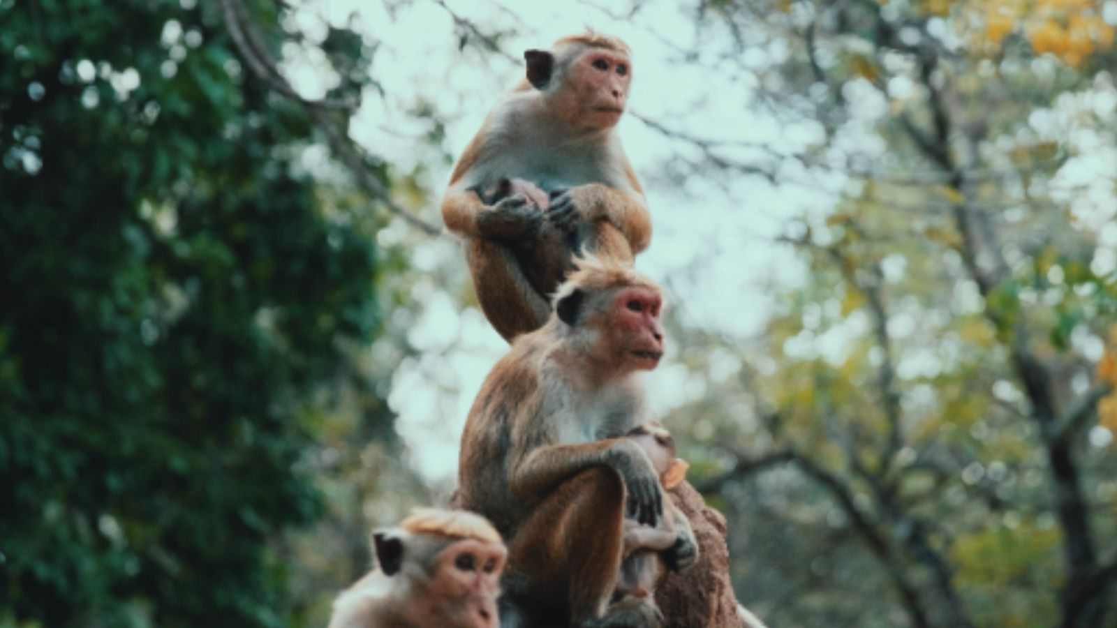 Pemerintah Sri Lanka mengirim seekor monyet ke China… apa alasannya?