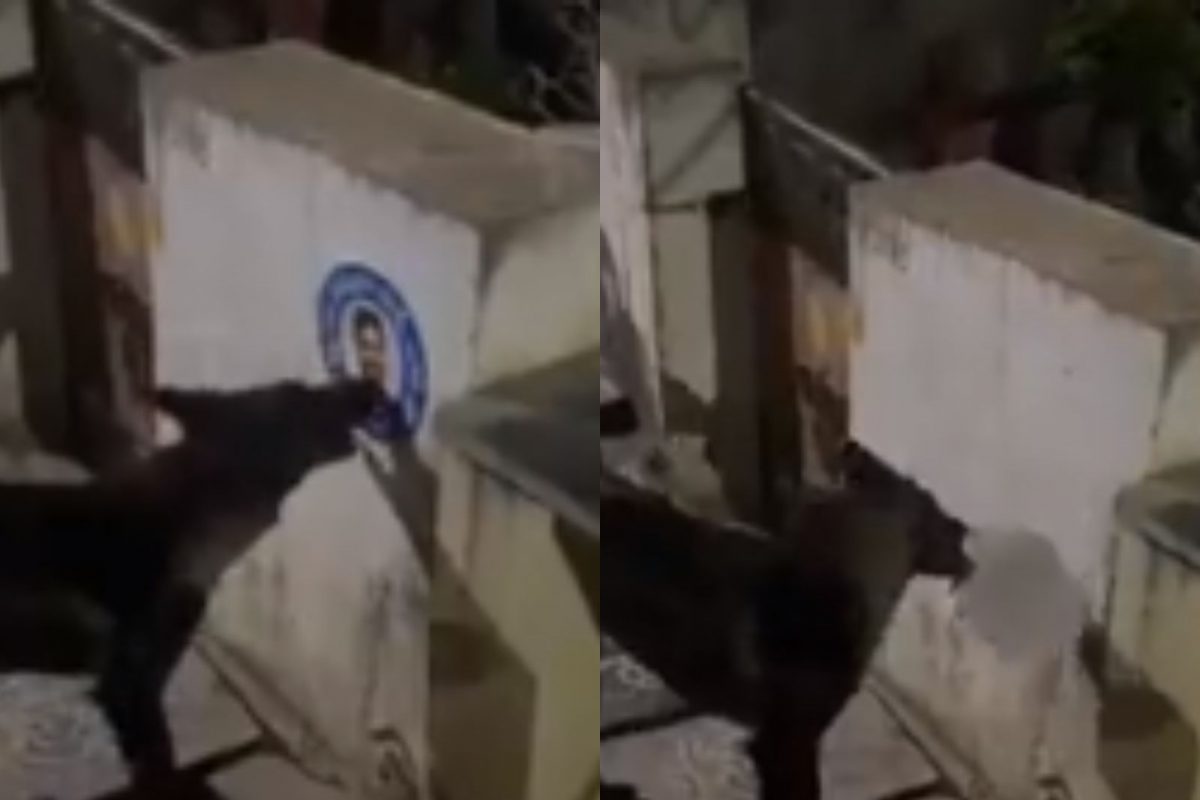 ஸ்டிக்கரை கிழித்த நாய் 