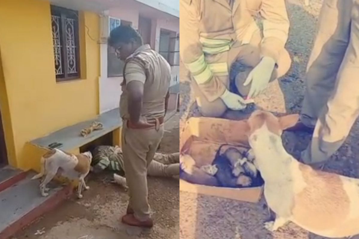 சாக்கடையில் சிக்கய 6 குட்டிகள்.. 15 நாட்கள் காத்திருந்த தாய் நாய்..!
