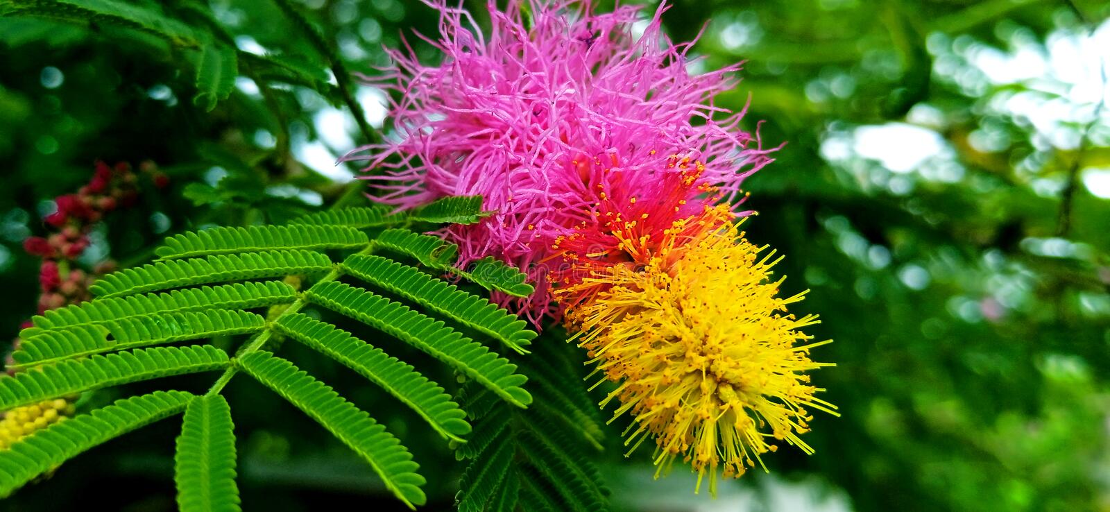  ,[object Object], ஜோதிடத்தில், ஷமி செடி (Shami/Prosopis cineraria) சனி தேவருடன் தொடர்புடையதாக நம்பப்படுகிறது. ஷமியின் இரண்டு மரக்கன்றுகள் அவரது வீட்டின் முன்புறத்தில் வைக்கப்பட்டுள்ளன. வாசலில் வைத்து தினமும் தண்ணீர் ஊற்றவும். இவ்வாறு செய்வதன் மூலம் கெட்ட நேரங்களைத் தவிர்க்கலாம். மேலும் எதிர்மறையான விஷயங்கள் வீட்டிற்குள் நுழைய முடியாது. ஷமி மரத்தில் தண்ணீர் ஊற்றினால், அந்த நபரின் அதிர்ஷ்டம் அதிகரிக்கிறது மற்றும் குடும்பம் பாக்கியமாக இருக்கும்.
