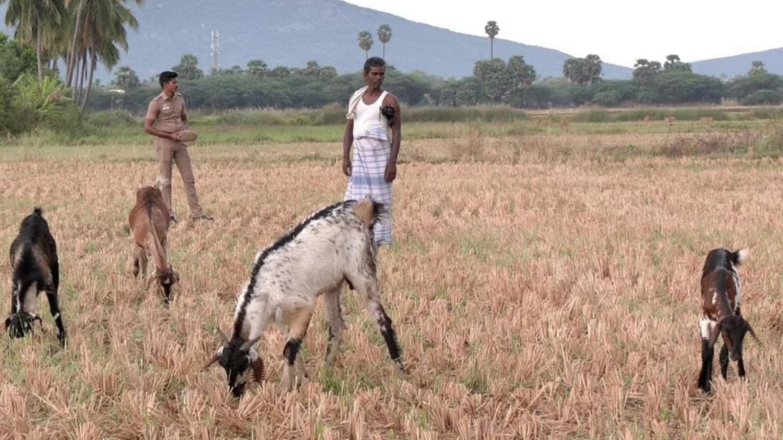மணல் கொள்ளையர்கள் மிரட்டல்... போலீஸ் பாதுகாப்புடன் ஆடு மேய்க்கும் விவசாயி...!