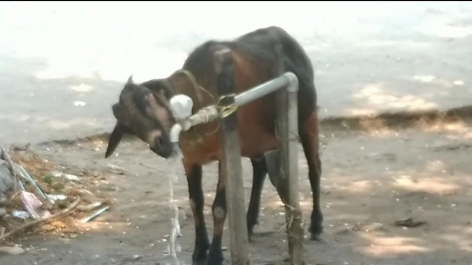 கொளுத்தும் வெயில்.. புதுச்சேரியில் சாலையோர குடிநீர் குழாயில் தாகத்தை தீர்த்த ஆடு!