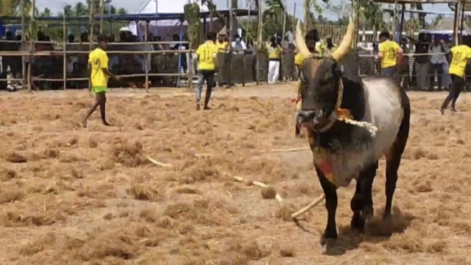 தஞ்சை மஞ்சுவிரட்டு.. மாடு பிடி வீரரை தூக்கி சுழற்றி எரிந்த காளை!