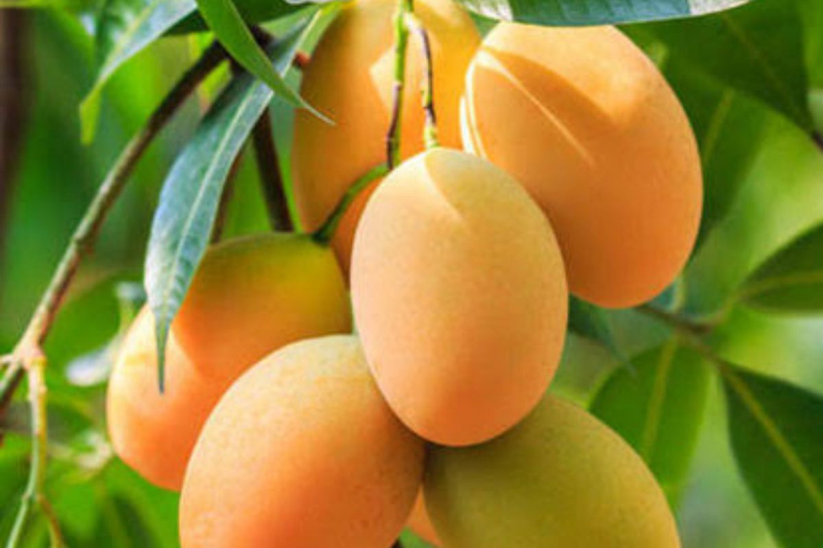 மாதிரி