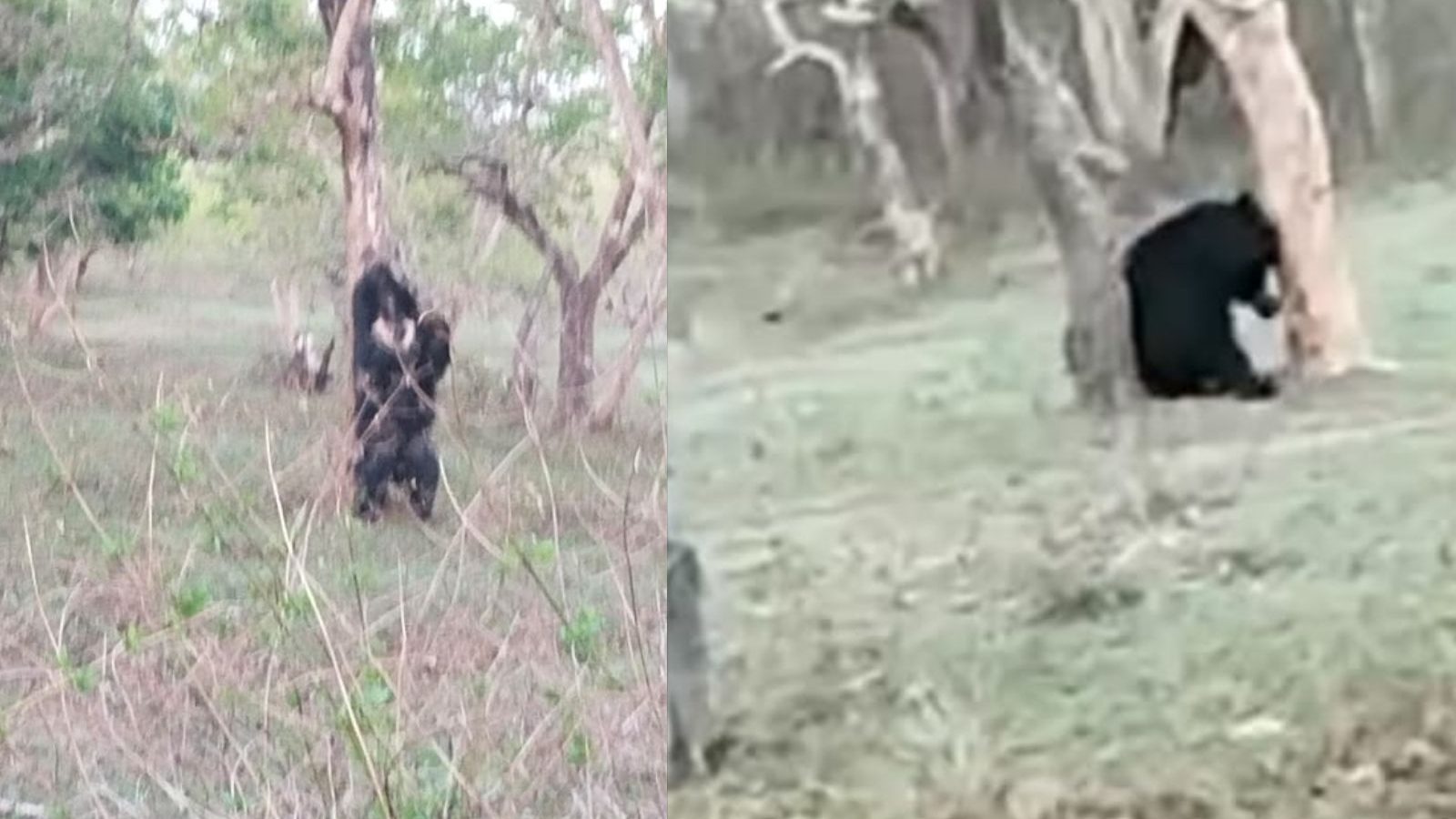 முதுமலையில் சாலையோரம் ஹாயாக படுத்து உறங்கிய கரடி...!