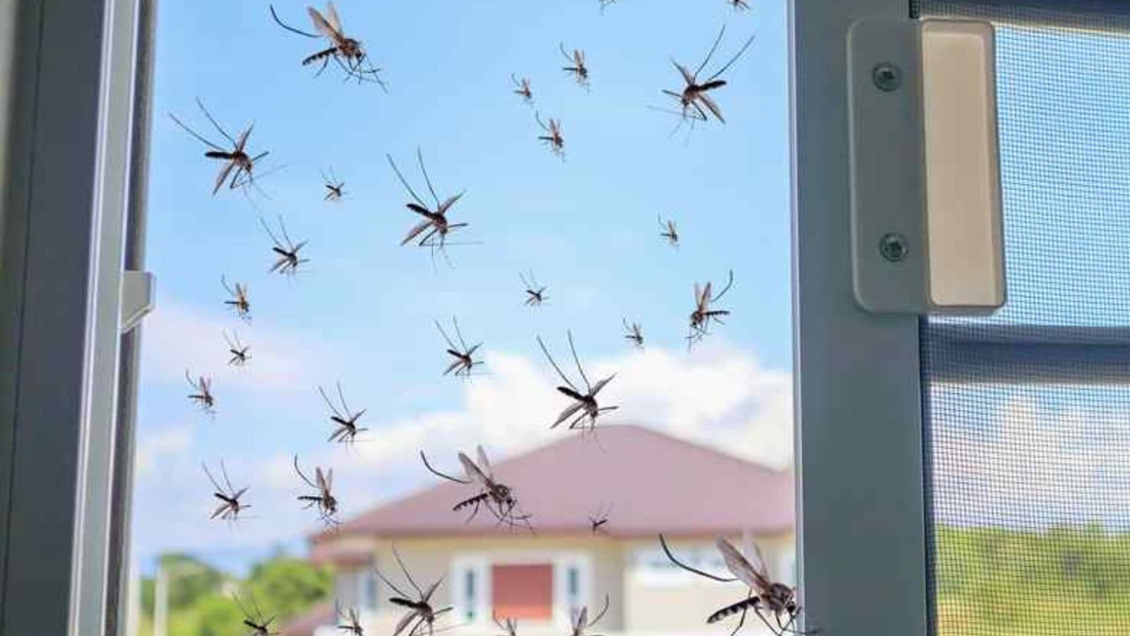 வீட்டில் இந்த செடிகளை வளர்த்தால் கொசுத் தொல்லையே இருக்காது.. பூச்சிகள் கூட வராது..!