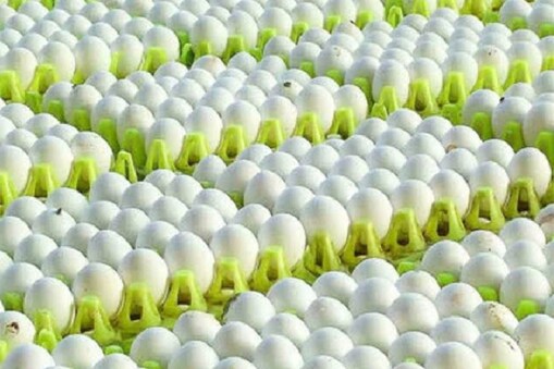 முட்டை விலை உயர்வு