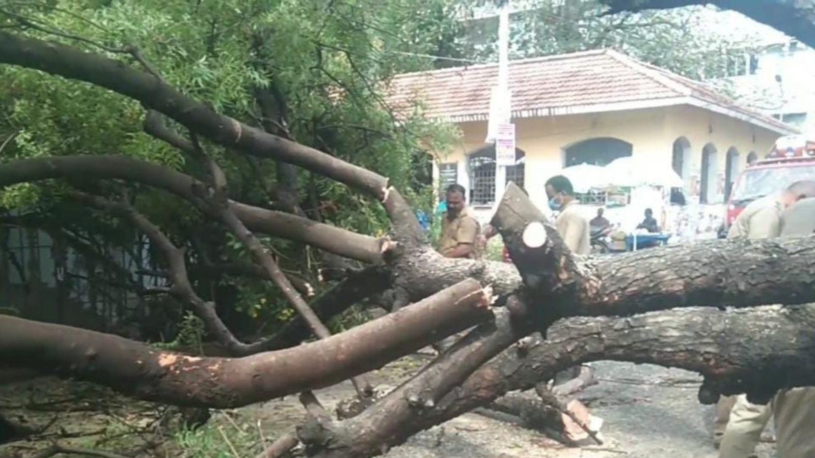 புதுச்சேரியில் கொட்டித்தீர்த்த கனமழை.. வேரோடு சாய்ந்த பழமையான வேப்ப மரம்!