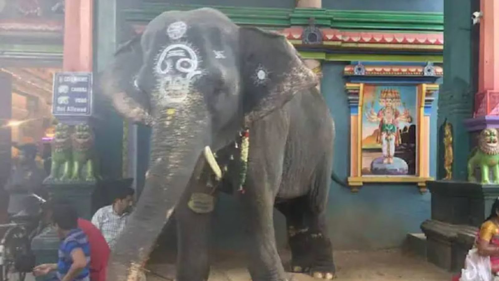 மீண்டும் புதுச்சேரி மக்களின் நினைவில் மணக்குள விநாயகர் யானை லட்சுமி..